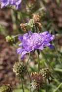 wild field purple flower
