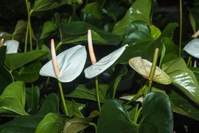 water lily flower blossom close
