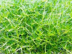 green fluffy plant