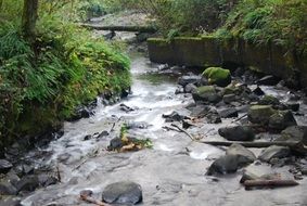 water stream in the forest