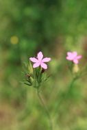 pink flowers on the grass on a blurred background