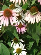 pink and white coneflowers