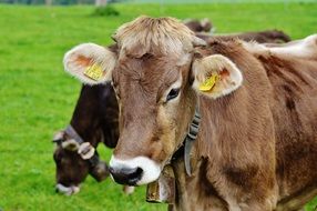 cows in the meadow