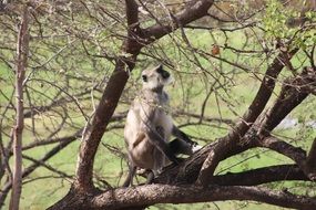 Monkey on the tree in India