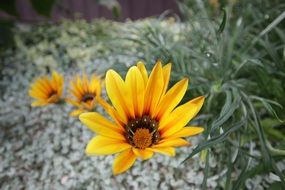 yellow flowers grow among pebbles