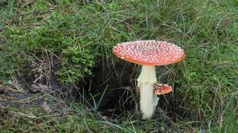 toxic fly agaric mushroom in the autumn forest