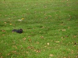 squirrel in a green park lawn