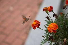 winged insect on the orange garden flower