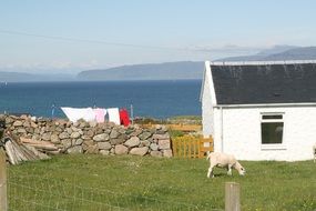 sheep on a farm, uk, Scotland