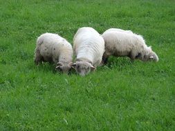 white sheep on green grass