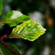 new beech leaves with rain drops