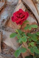 red rose near the wall