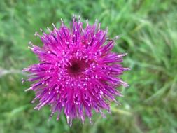 violet purple flower