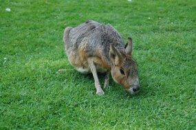 wild animal in hamburg zoo