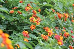 lantana, verbena, small colorful flowers on green bushes closeup