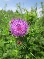 blooming spiny plumeless thistle