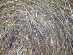 hay bale on the farm