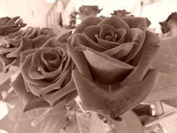 black and white photo of roses