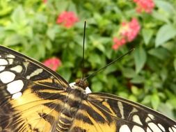 Close-up of the colorful butterfly with open wings