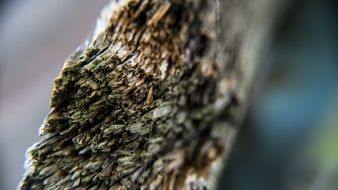 Close-up of the wood