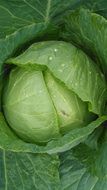 cabbage vegetable close up