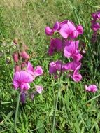 purple blooming lathyrus tuberosus