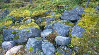 mossy grey rocks at fall