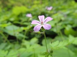 Purple blossom