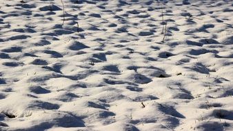 snowy field in winter day