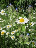 corn camomile flowers