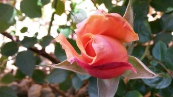 closeup photo of closed pink rose in the garden