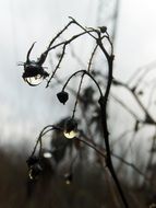 Dew drops on the plant in autumn