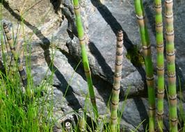 scouring rush horsetails outdoor