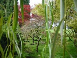 plant variety in a botanical park