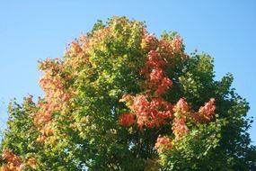 tree with colorful crowns under the bright sun