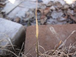 Small blade of grass