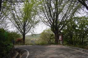 highway in a green forest area