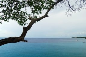 photo of tree branch on the background of the ocean in Curacao