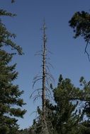 High dead tree
