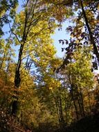 autumn forest in golden colors of autumn