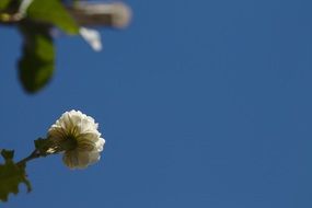 flower petals tuned to the sun