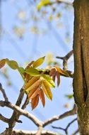 young leaves on a tree close up