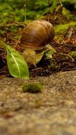 Slowly snail shell in nature