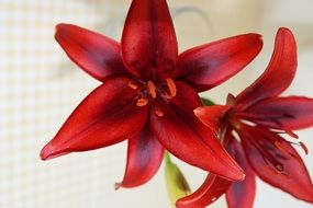 Cutted lily red plant flowers