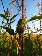 Snail on plant