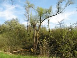 green trees and shrubs in the spring