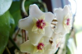 white flowers of a houseplant close-up on blurred background