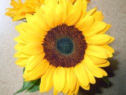 gorgeous sun flower