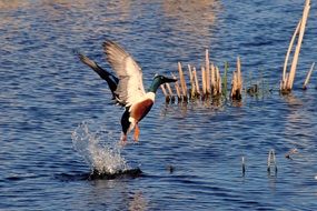 drake in flight over water