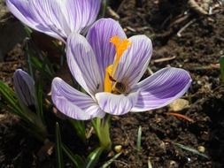 spring crocus in the garden